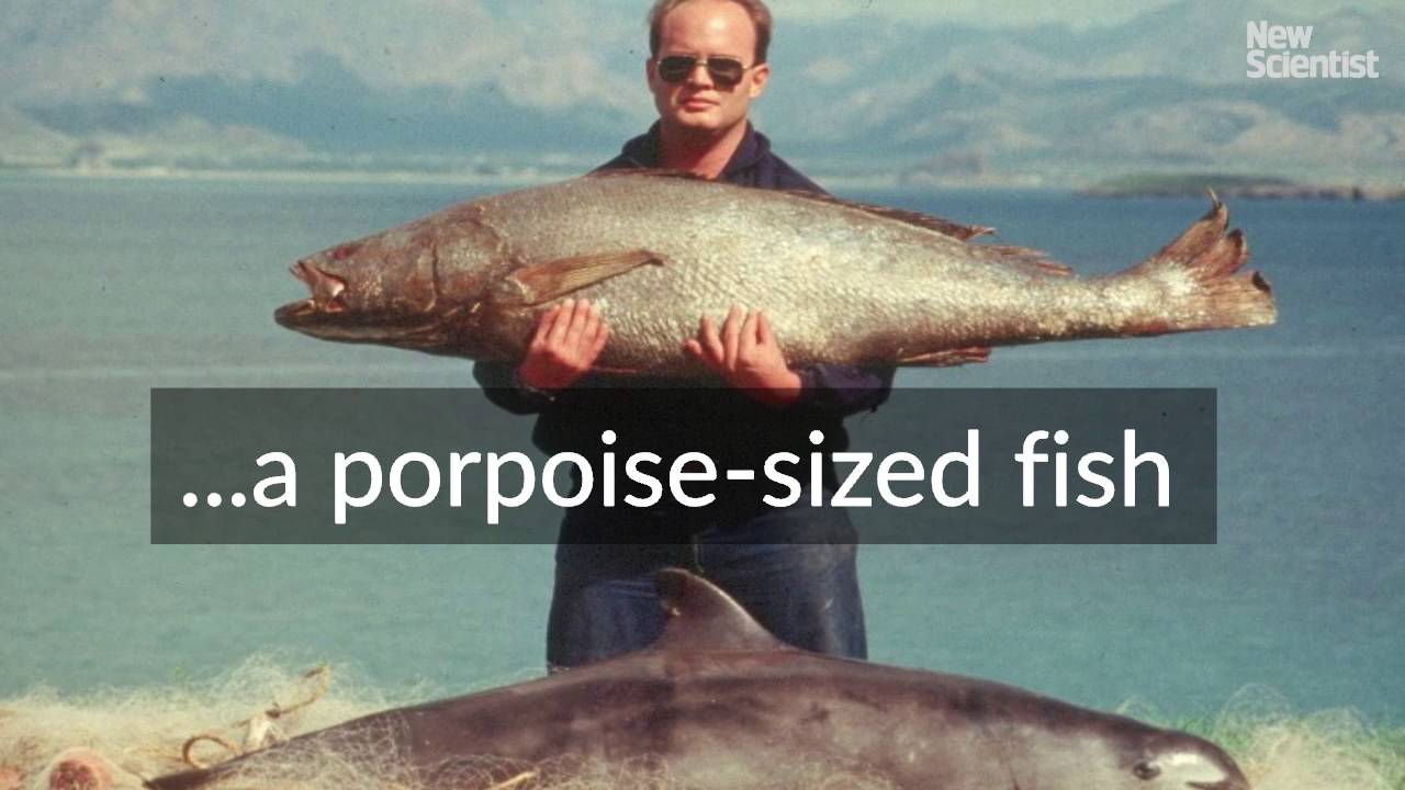 World&rsquo;s smallest porpoise, the vaquita, may be extinct by 2022