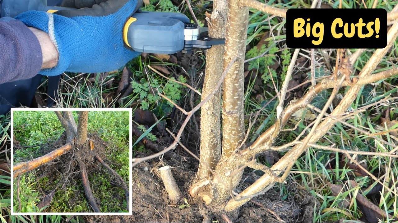 Inspiring Field Grown Bonsai Material at Aveland Nursery | 3 Things to Look For! (Part 1)