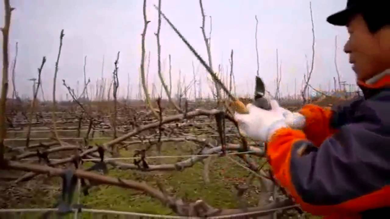 탑프루트 배 전정 동영상 (Pruning Pear Trees)