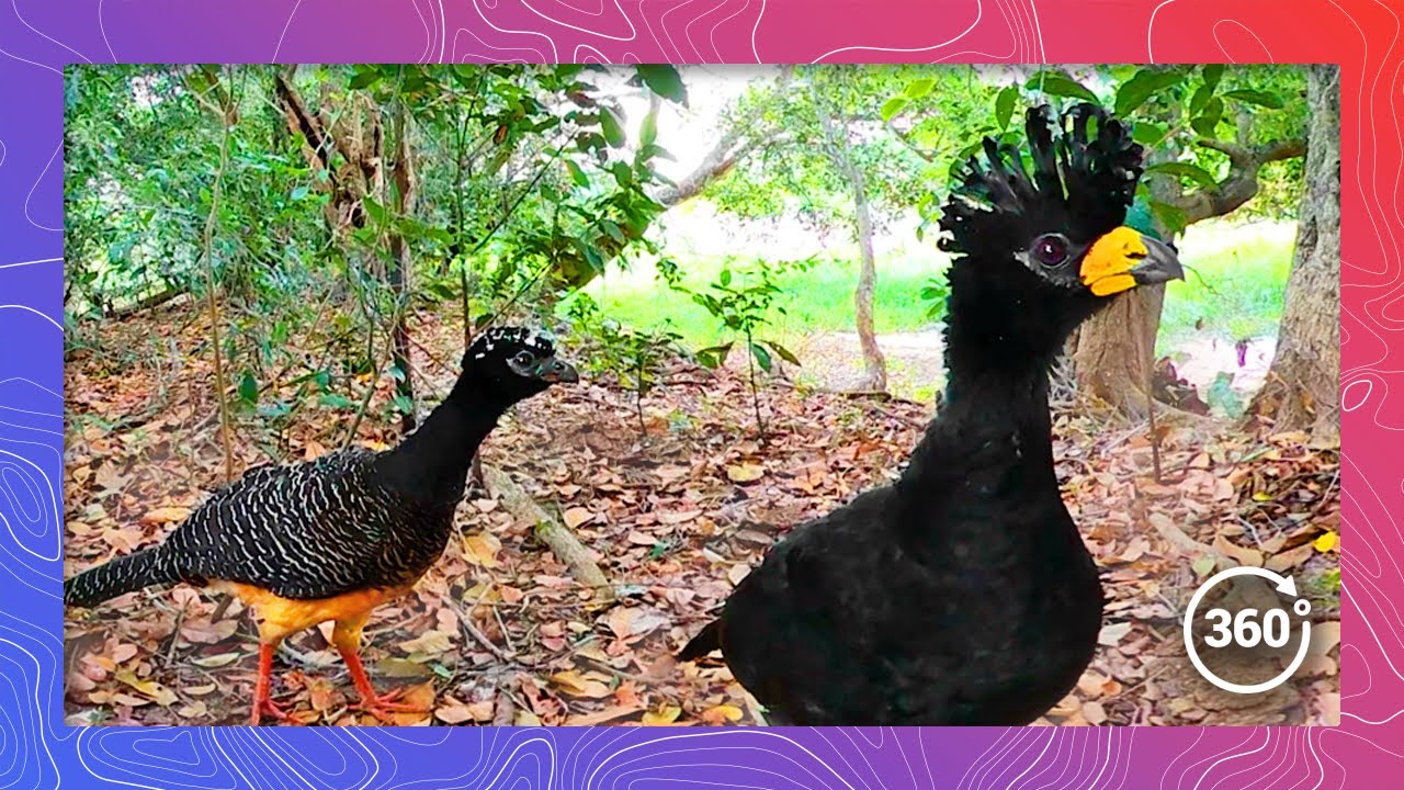 Rare 360 Footage: Two Adult Bare-Faced Curassows with Chicks Foraging in the Pantanal