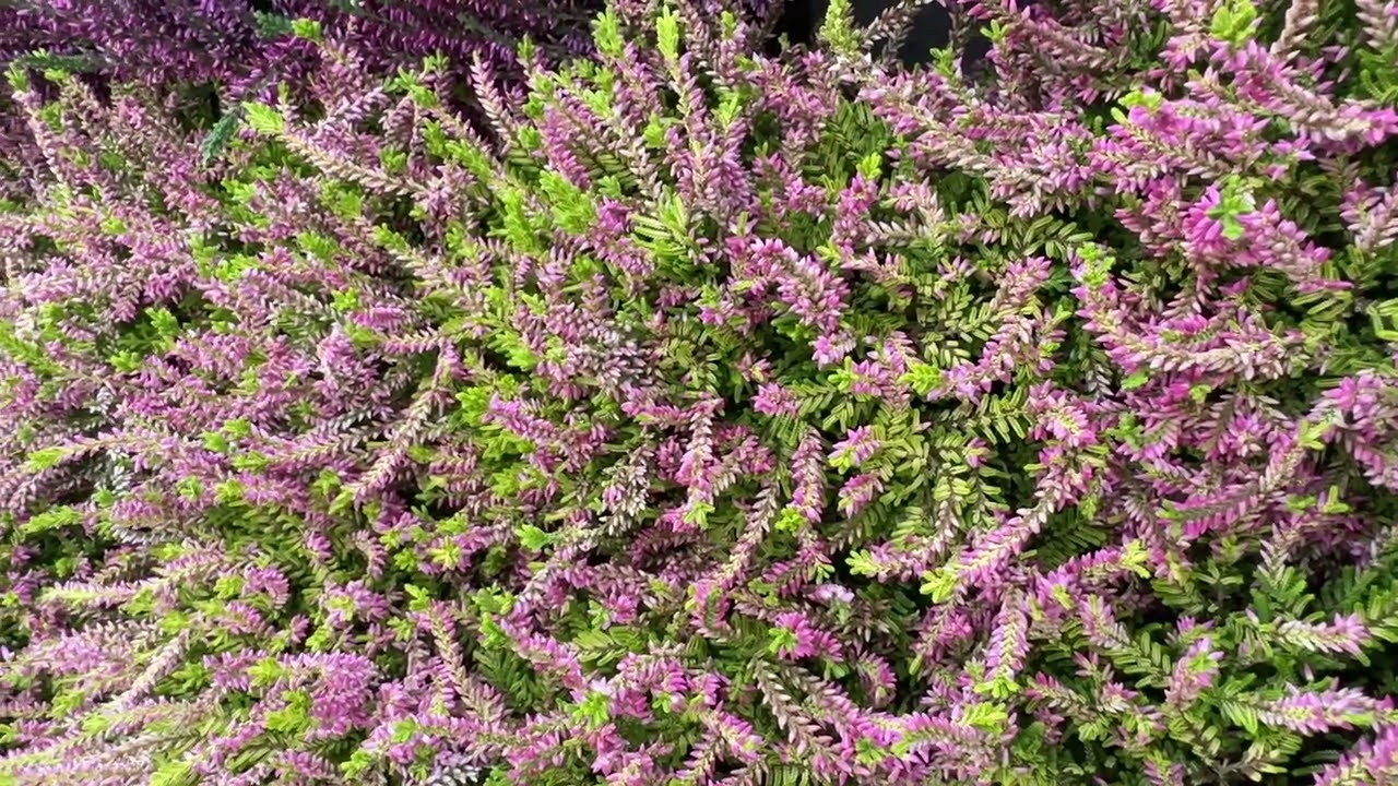 Les callunes et les bruyères @callunes #bruyères #jardin
