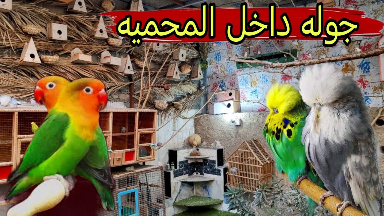 صورتلكم انتاج الطيور + تفاصيل المحميه 🦜🦜#محمية #طيور 