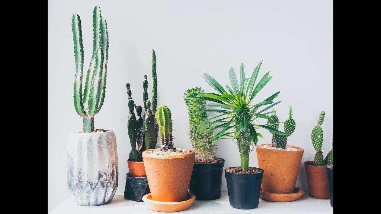 LE CACTUS : Variétés, bienfaits, entretien...