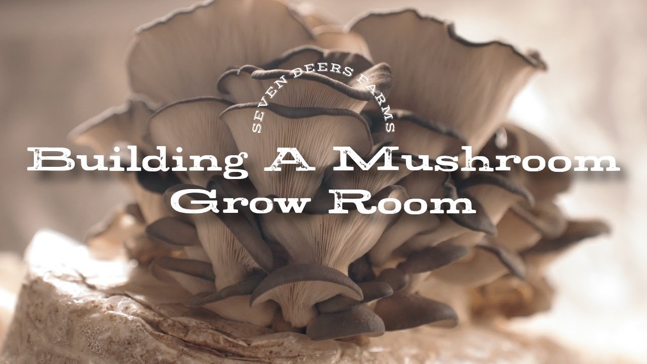 Mushroom Grow Room Build