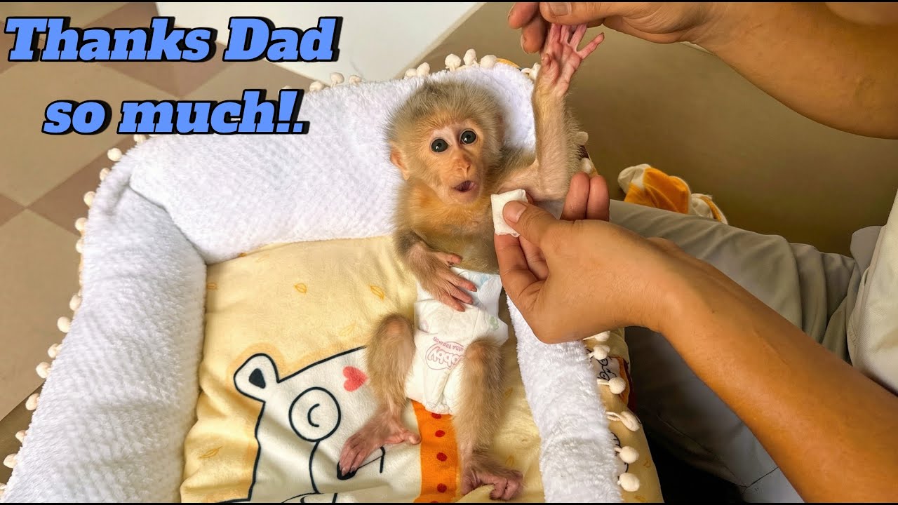 Baby Monkey Lulu Feels Loved &mdash; Dad&rsquo;s Gentle Care Helps Her Feel Safe