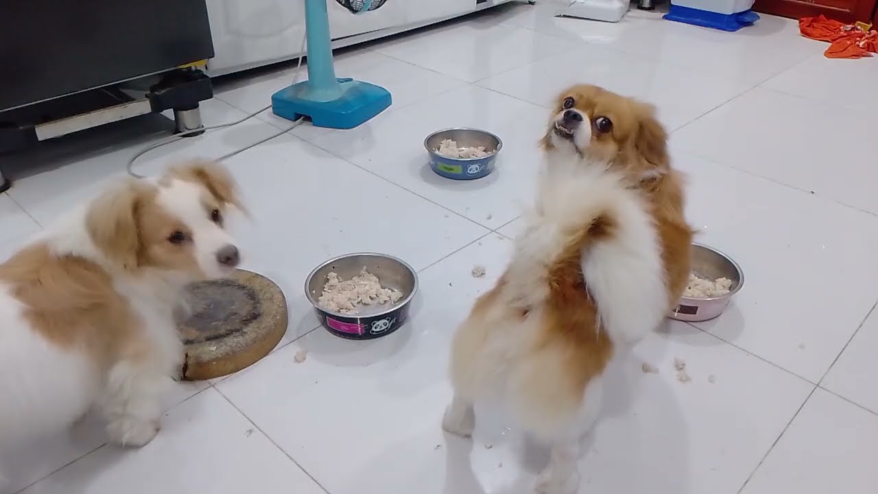 My baby puppies dinner 