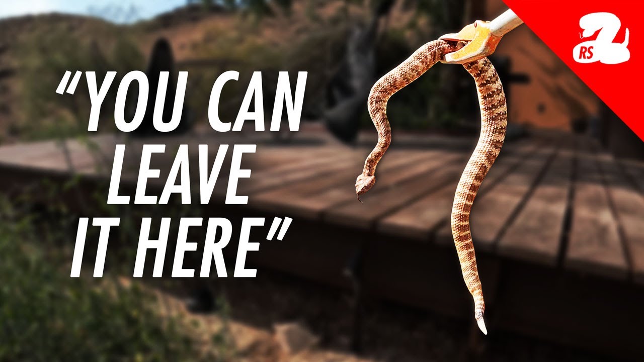 Rattlesnakes Are Actually Welcome at this House