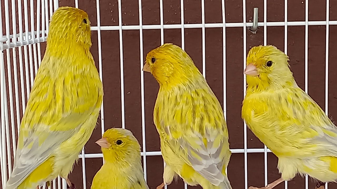 FILHOTES DE ÁGATA OPALINO AMARELO NEVADO  2021