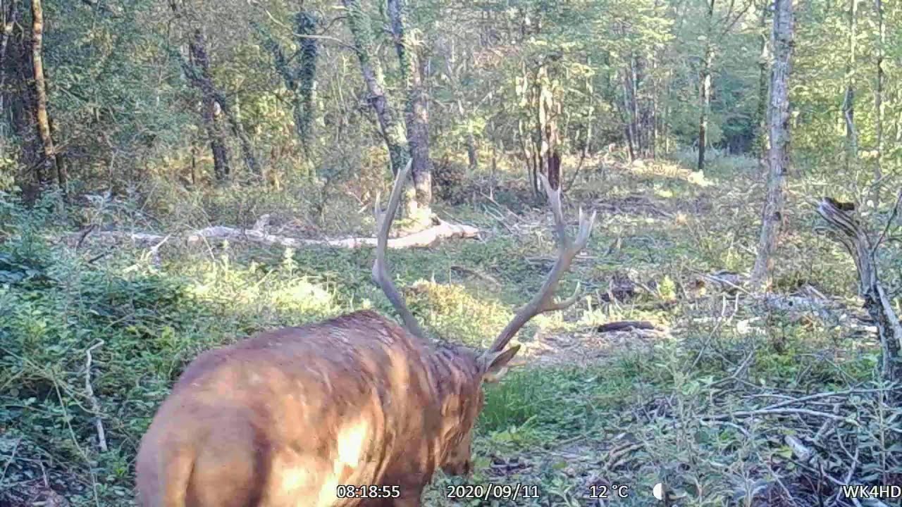 BEL AUTOMNE AVEC CES ANIMAUX DE NOS FORETS