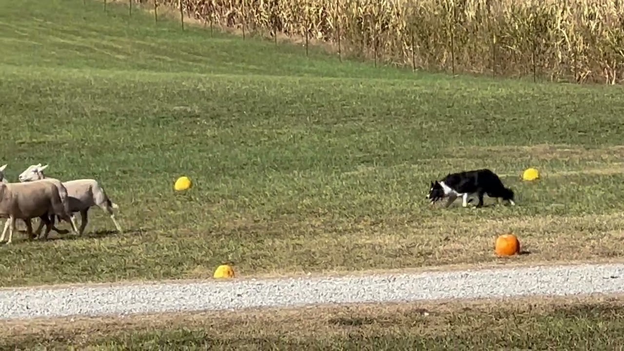 Sheep Herding and Sheepdog Trials Festival