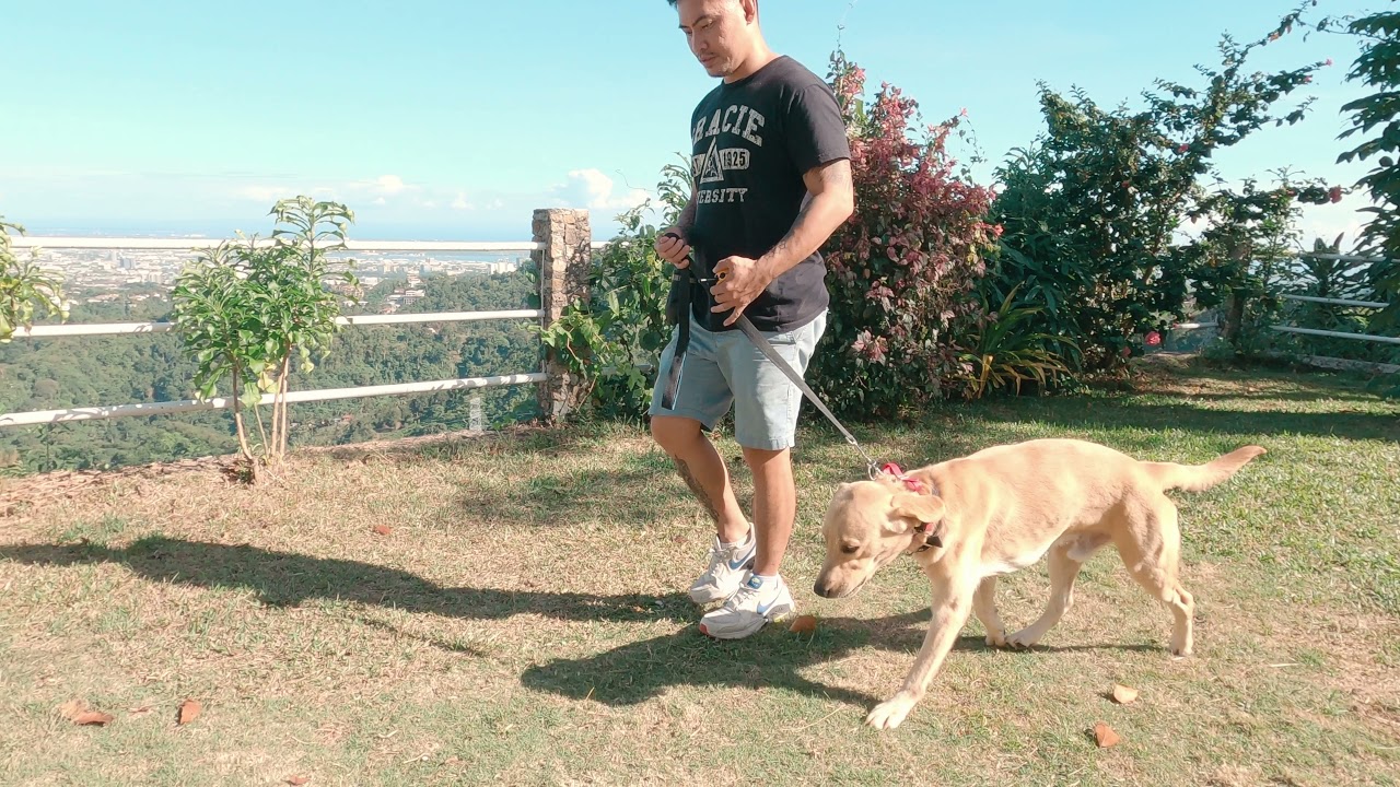 RUSH | 3 Days Before Heading Home | Basic Obedience Course