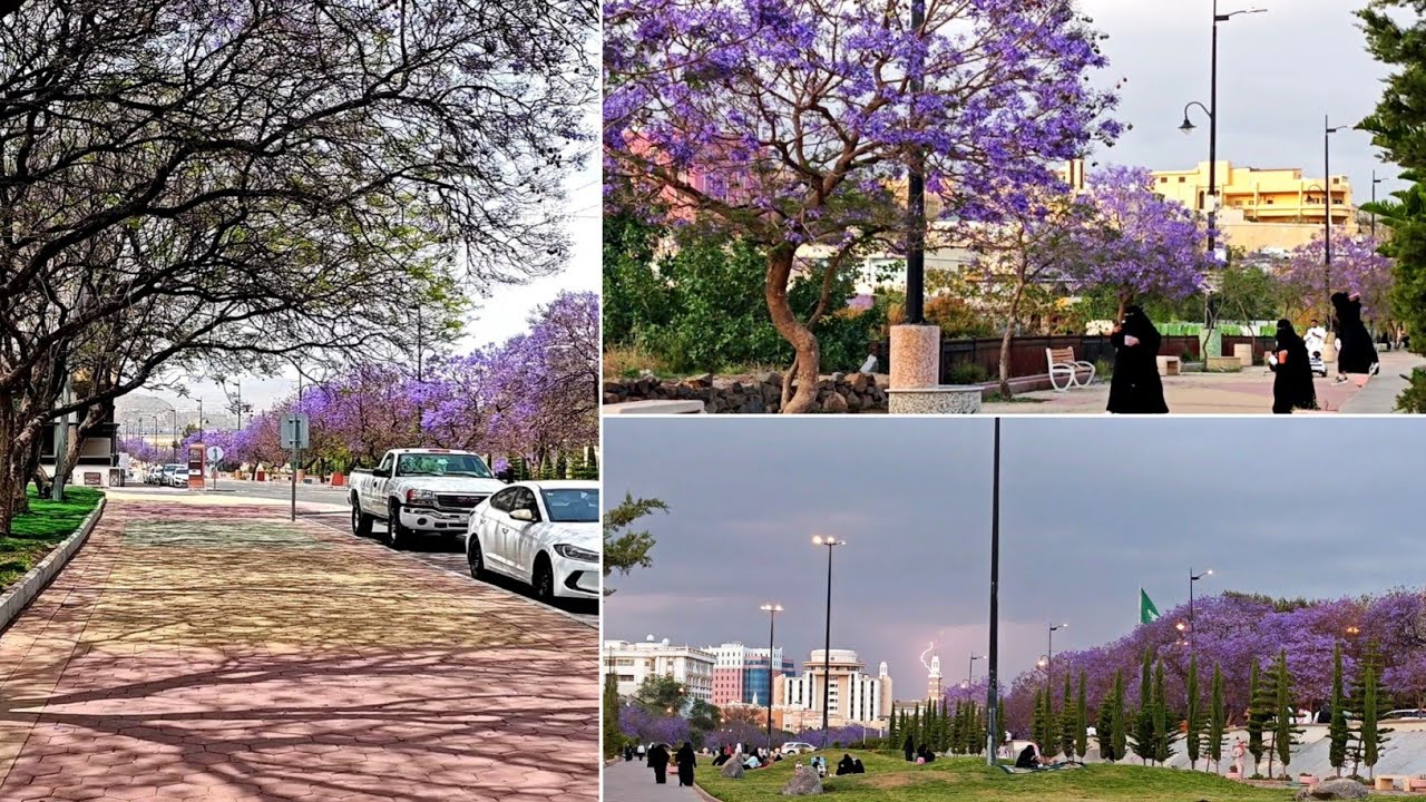 جولة في ابها اشجار البنفسجية 💜 سويسرا الشرق السعودية الآن 🫰🪻