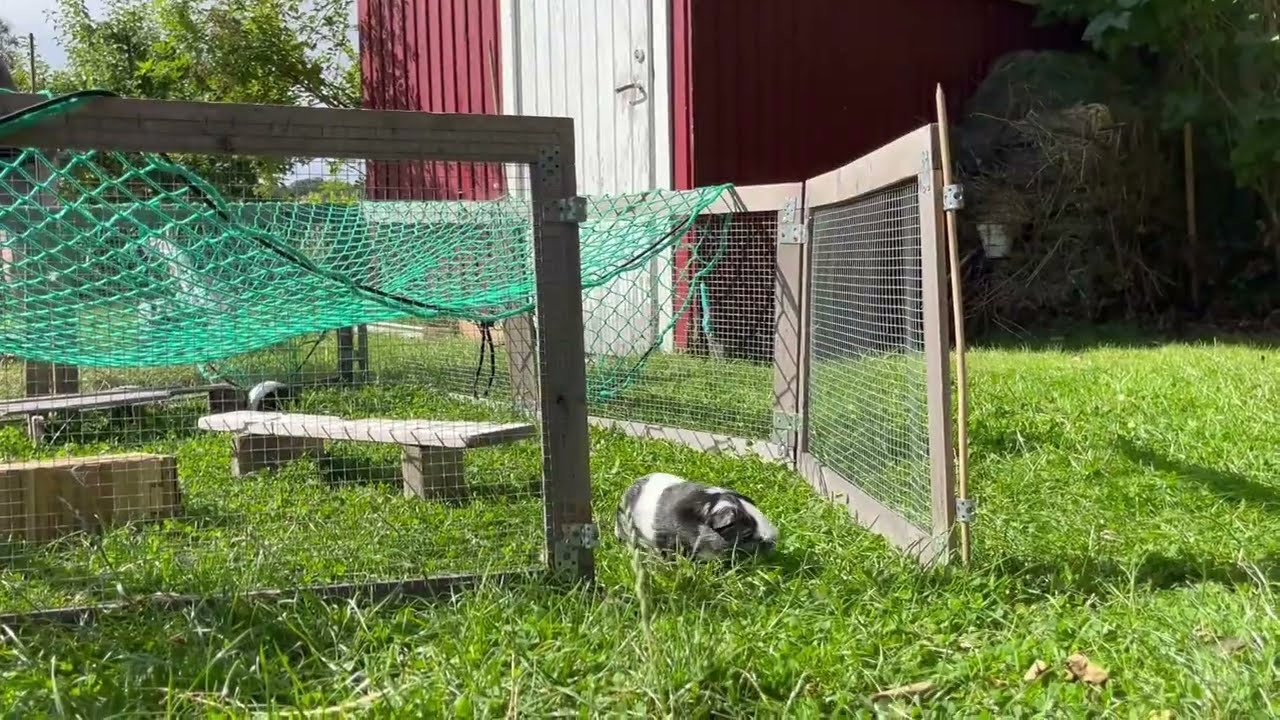 Freedom for my guinea pigs