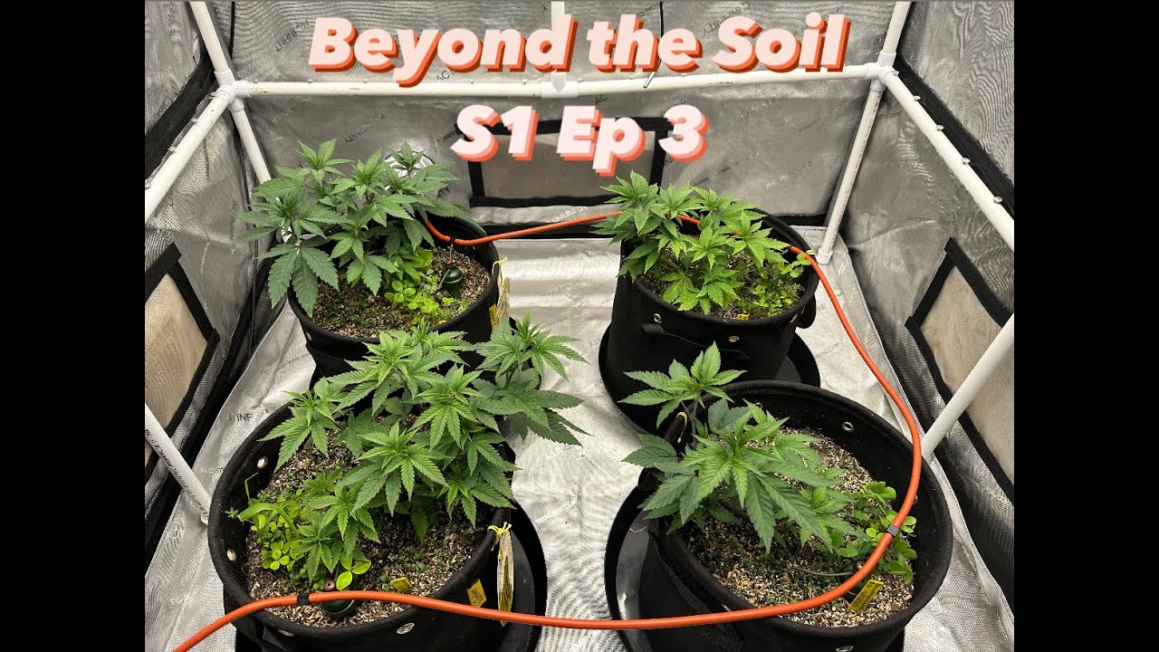 Beyond the Soil S1 Ep 3 | Bananacane by Inhouse Genetics | Living Soil | Veg Weeks 3 & 4
