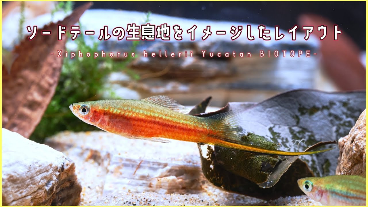 【アクアリウム】ソードテールの生息するメキシコの川をイメージしたレイアウト Aquarium Kind #41/立ち上げ/Xiphophorus hellerii Yucatan