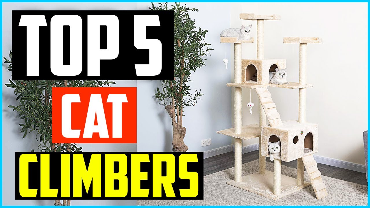 Top 5 Best Cat Climbers in 2026 &ndash; Reviews