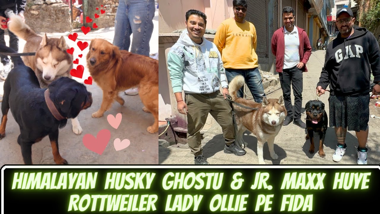 Himalayan Husky Ghostu, Max & Leo Aaj Mile Lady Ollie & Zoey Se: Ghostu & Max Huye Ollie Pe Fida