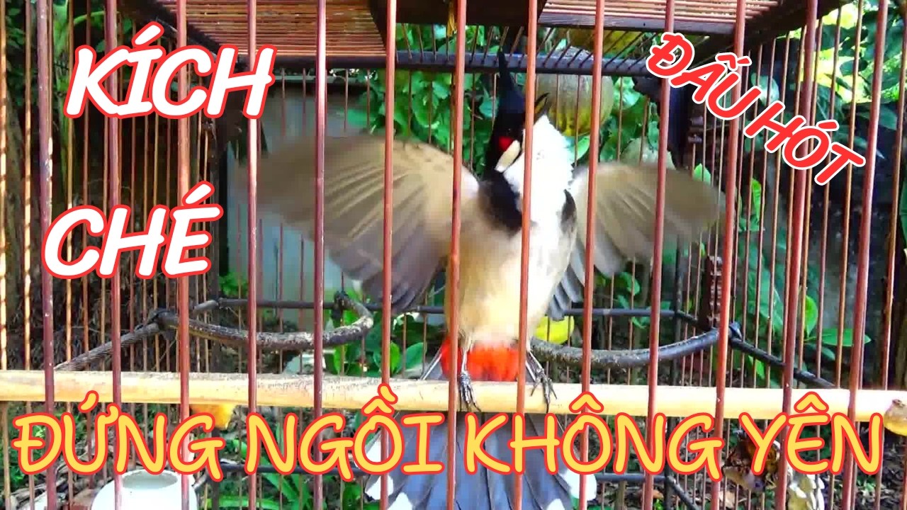 Chào Mào Hót - QUÁ ĐỈNH -má trắng học giọng nhanh căng lửa,luyện chào mào hót sáng ,chào mào hot hay