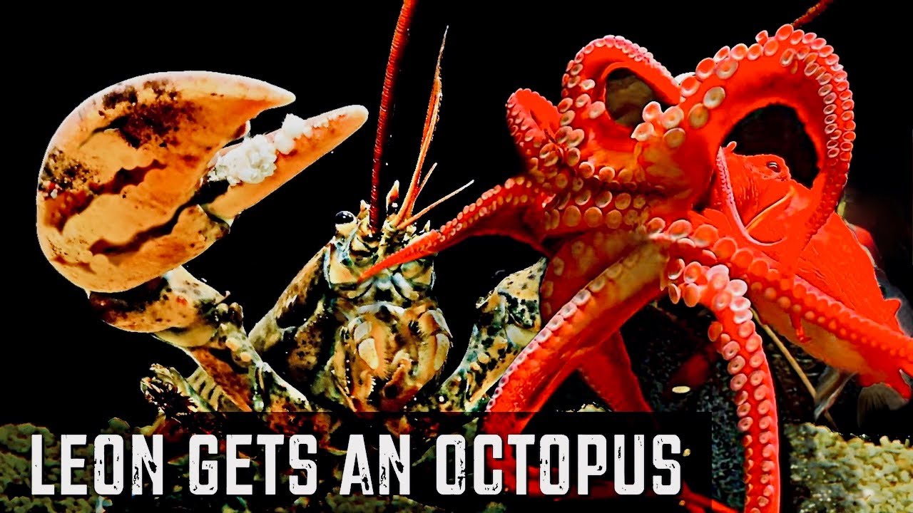 Leon Gets An Octopus
