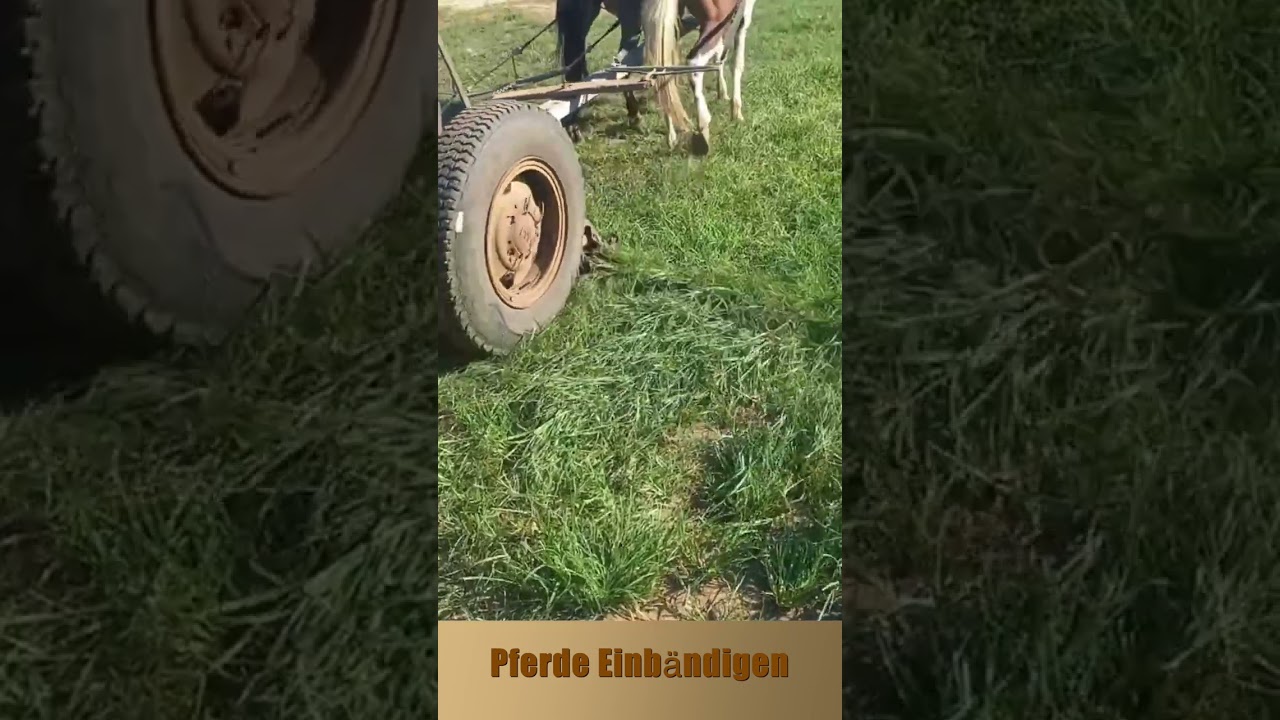 Pferde Einb&auml;ndigen #plautdietsch