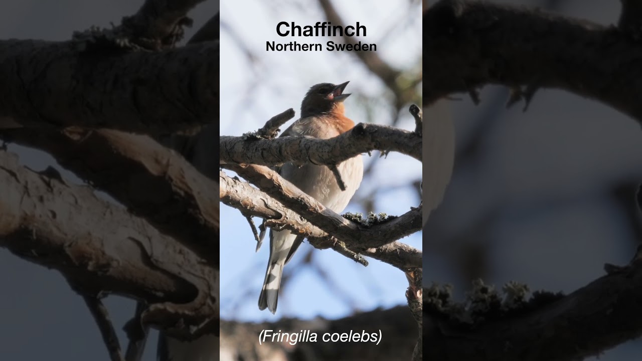 Chaffinch song welcoming spring
