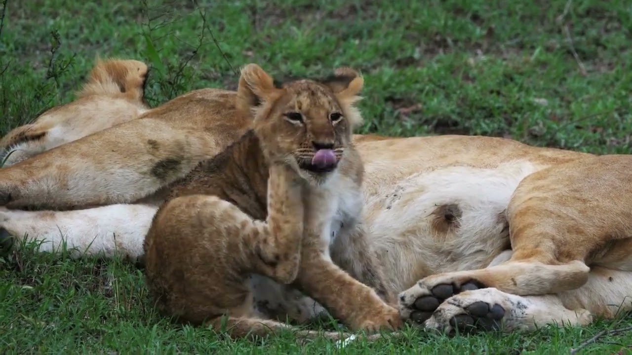 Lion Cubs' Bond with Their Mothers #youtubevideo #youtube