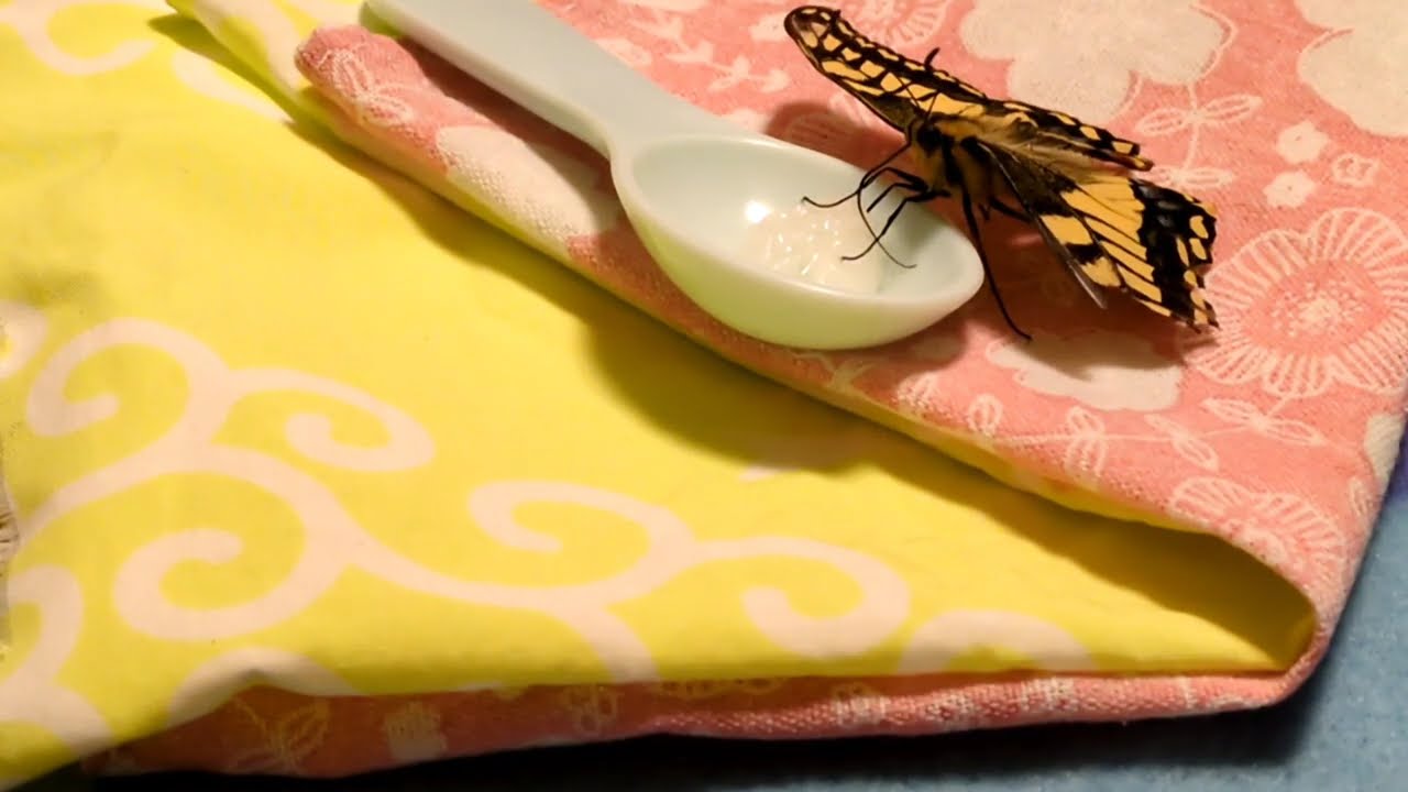 冬のキアゲハ【2】サンタさんの願いとは?