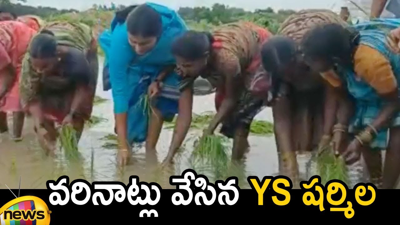 YSRTP Chief YS Sharmila Participates In Farming Activities | Telangana Political News | Mango News