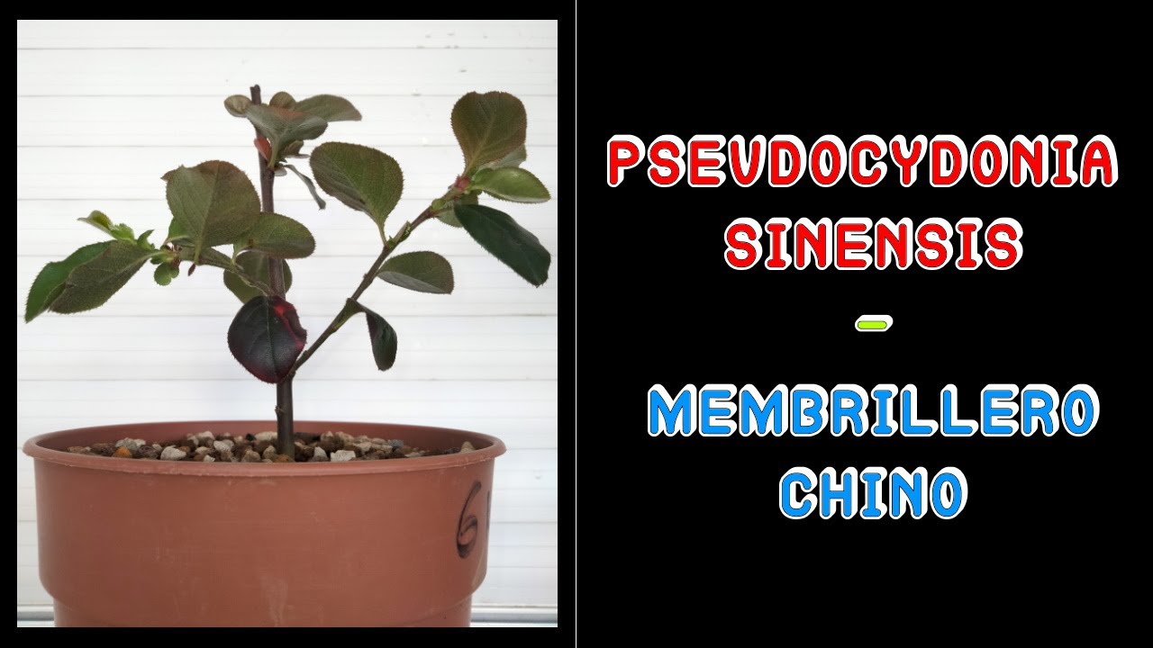 Pseudocydonia sinensis - (Membrillero chino)