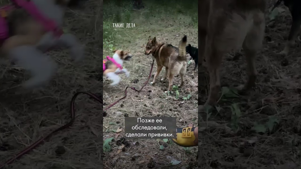 Блогер забрал собаку из путешествия к себе домой