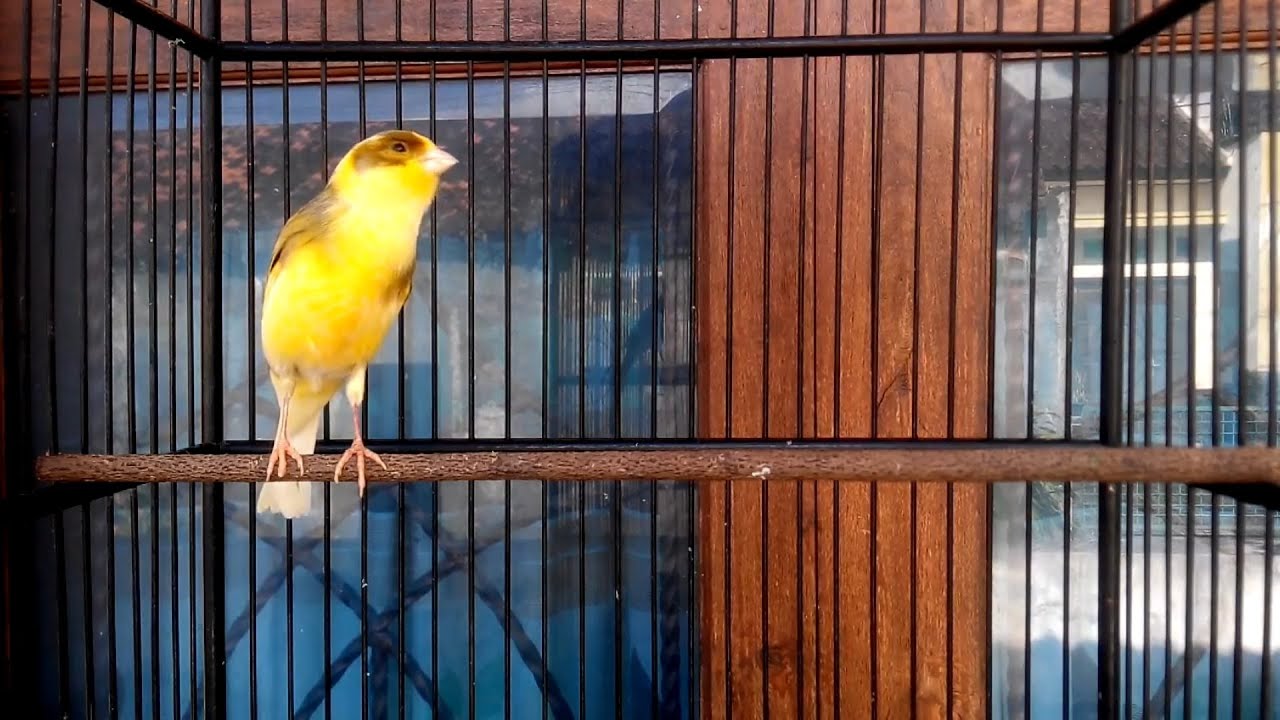 Best timbrado canary singing - canary training champion song