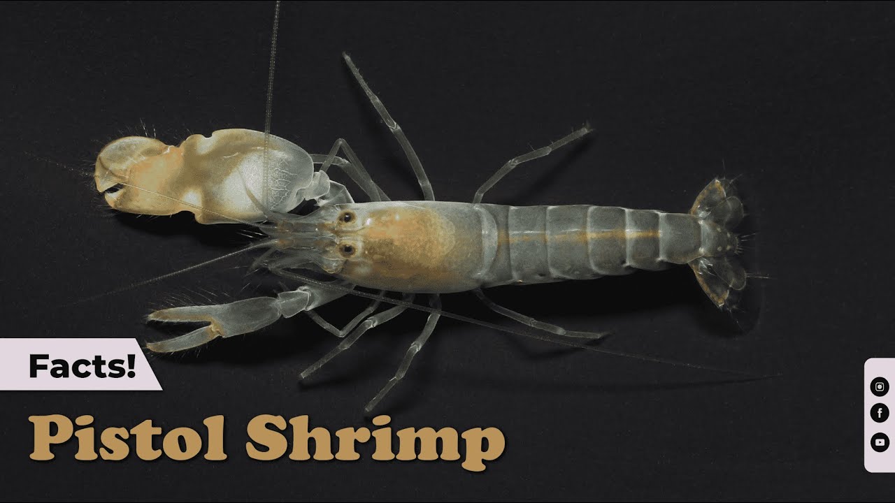 10 Explosive Facts About the Pistol Shrimp | Echoes of Nature