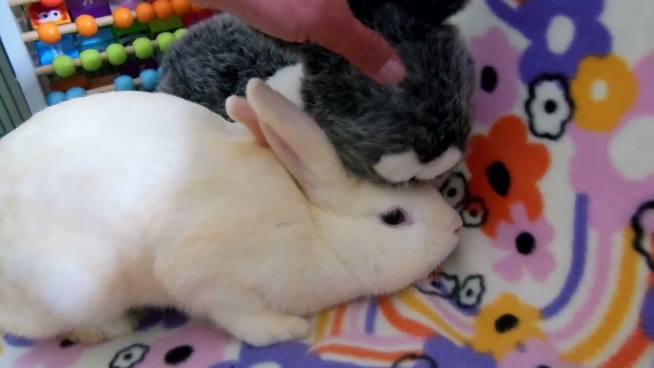 Head Pet time for Aquabella. There are times when a plush rabbit can help to make them feel safe.