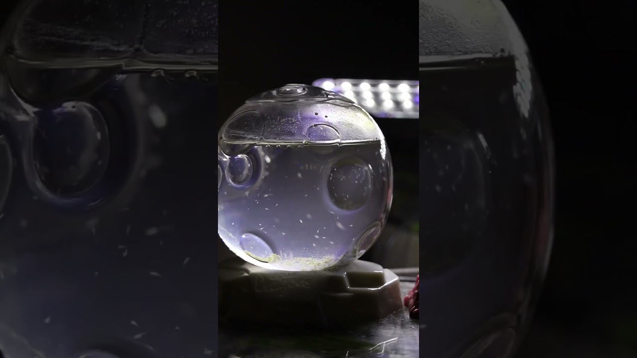 Sea Monkeys On Mars vs. Aqua Dragons In Space! #seamonkeys #aquadragons #aqualab #aqualabcreations