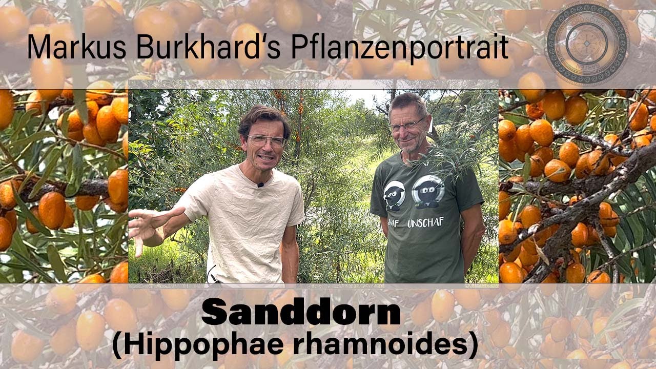 GESUNDHEITSBOMBE, verträgt Hitze und Trockenheit, für jede Hecke, Sanddorn - Hippophae rhamnoides