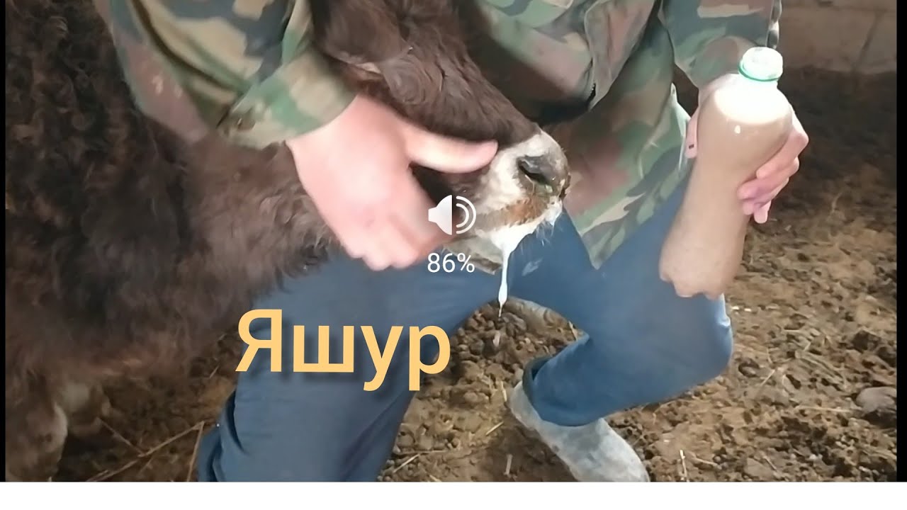 Яшур Чуйдо аябай куч алды... Абайланыздар.