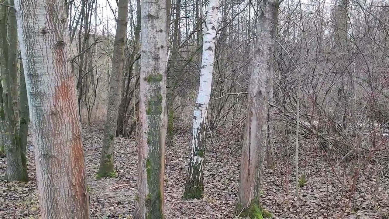 Прогулка на пруду 