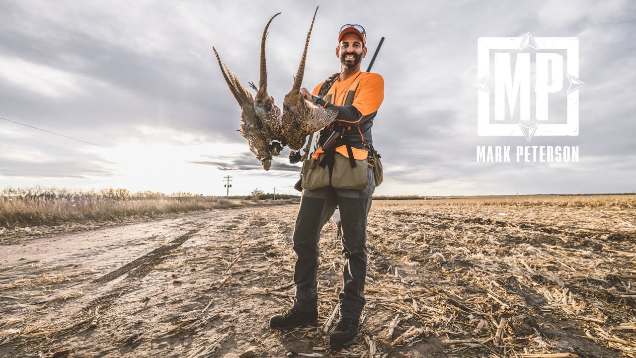 Limits of Pheasants In Nebraska | Mark Peterson Hunting