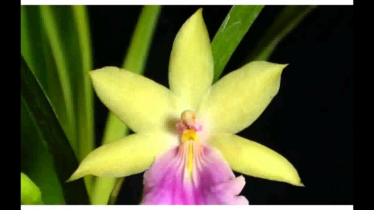 Miltonia Orchideen  bilder