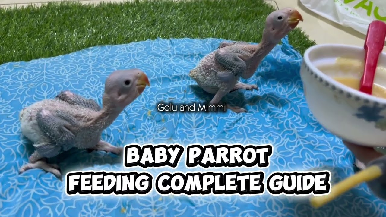 Baby Parrot Feeding Guide #babybird #handfeeding #babyparrot #birds #parrots #goluandmimmi 