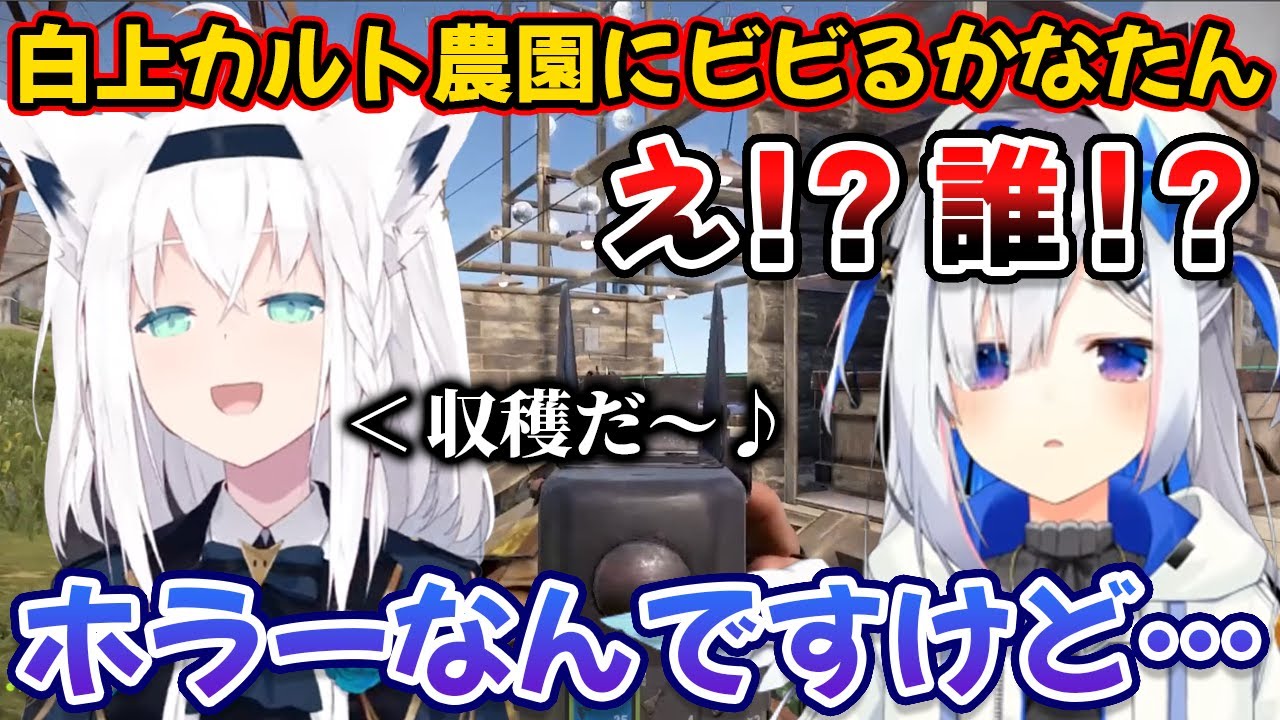白上カルト農園に初めて遭遇しビビるかなたん【天音かなた/白上フブキ/ホロライブ/切り抜き】