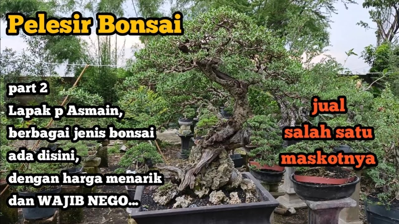 Part 2 Lapak p Asmain, berbagai jenis bonsai ada disini, dengan harga menarik dan WAJIB NEGO... 