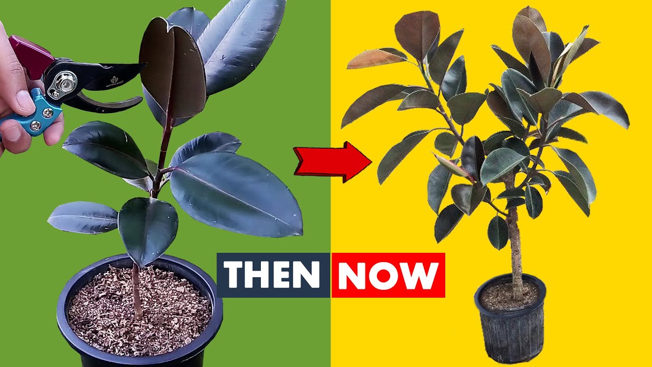 How to make your Rubber Plant Bushy
