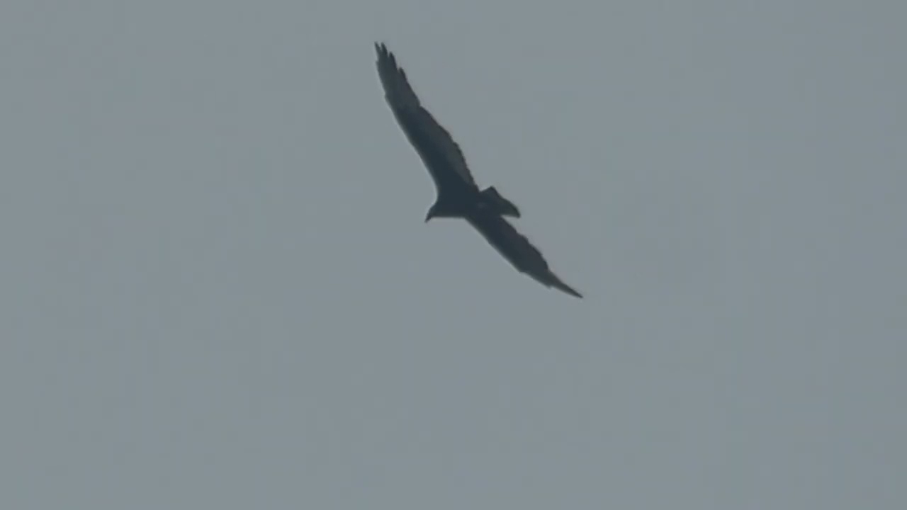 kites, herons, and vultures (HD)