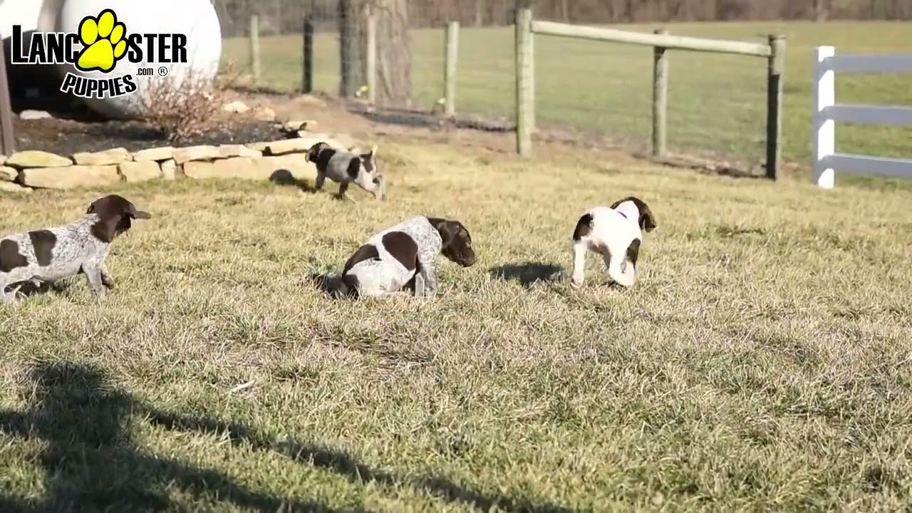 Friendly German Shorthaired Pointer Puppies