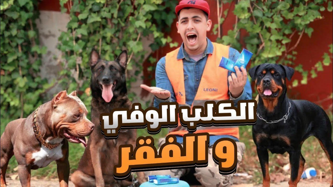 الكلب الوفي الذي فعل المستحيل لإنقاذ إبني 😢💔 كلاب مي فتيحة