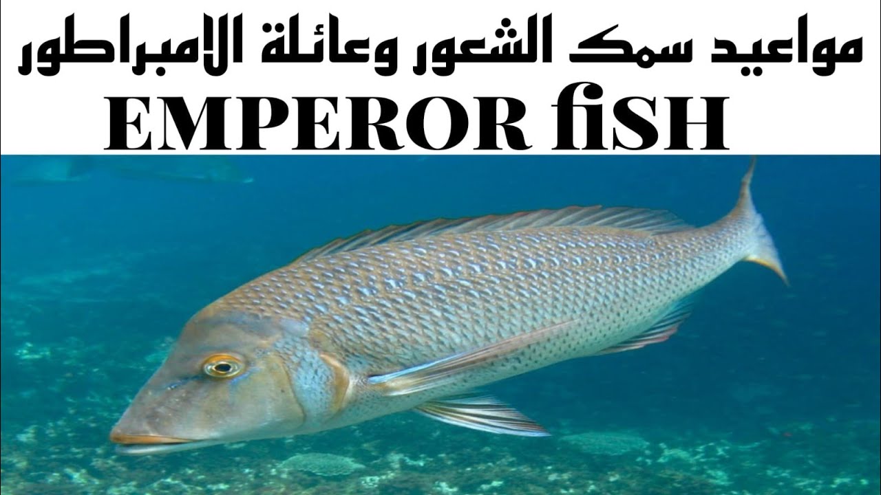 مواعيد اسماك الشعور وعائلتها الخرمي او الخمخم و الديبه وسمك الشركس وسمك المحسني