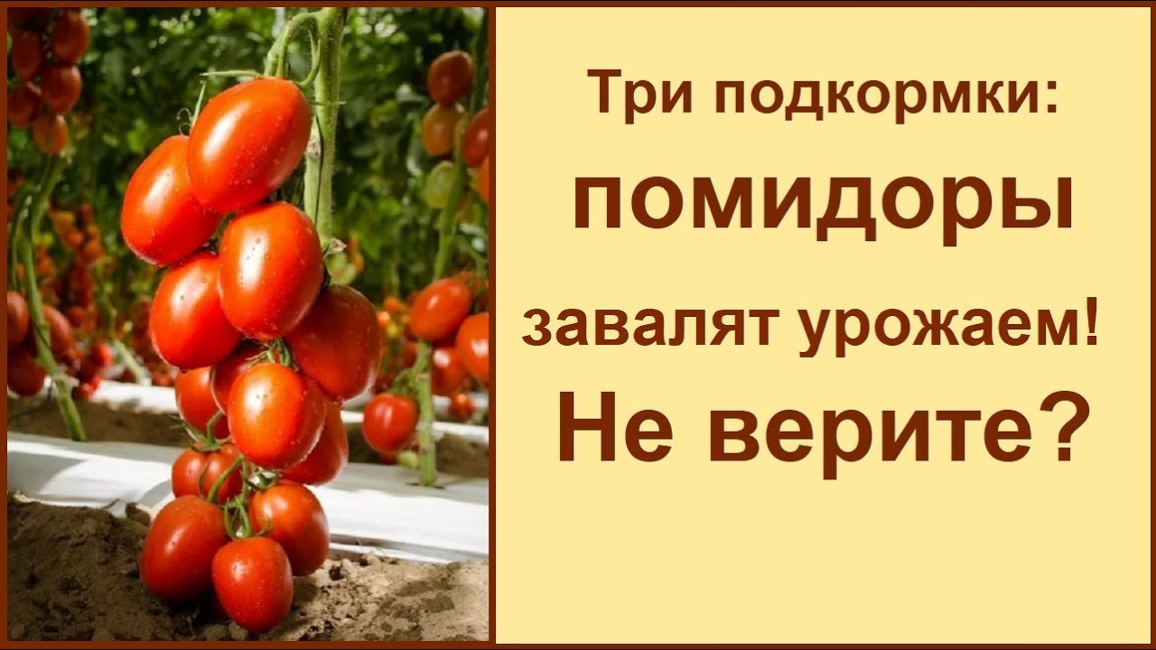 ПОВЫШАЕМ УРОЖАЙ ПОМИДОР В ДВА РАЗА ПРАВИЛЬНЫМИ ПОДКОРМКАМИ 🍅 ПРОФИЛАКТИКА БОЛЕЗНЕЙ