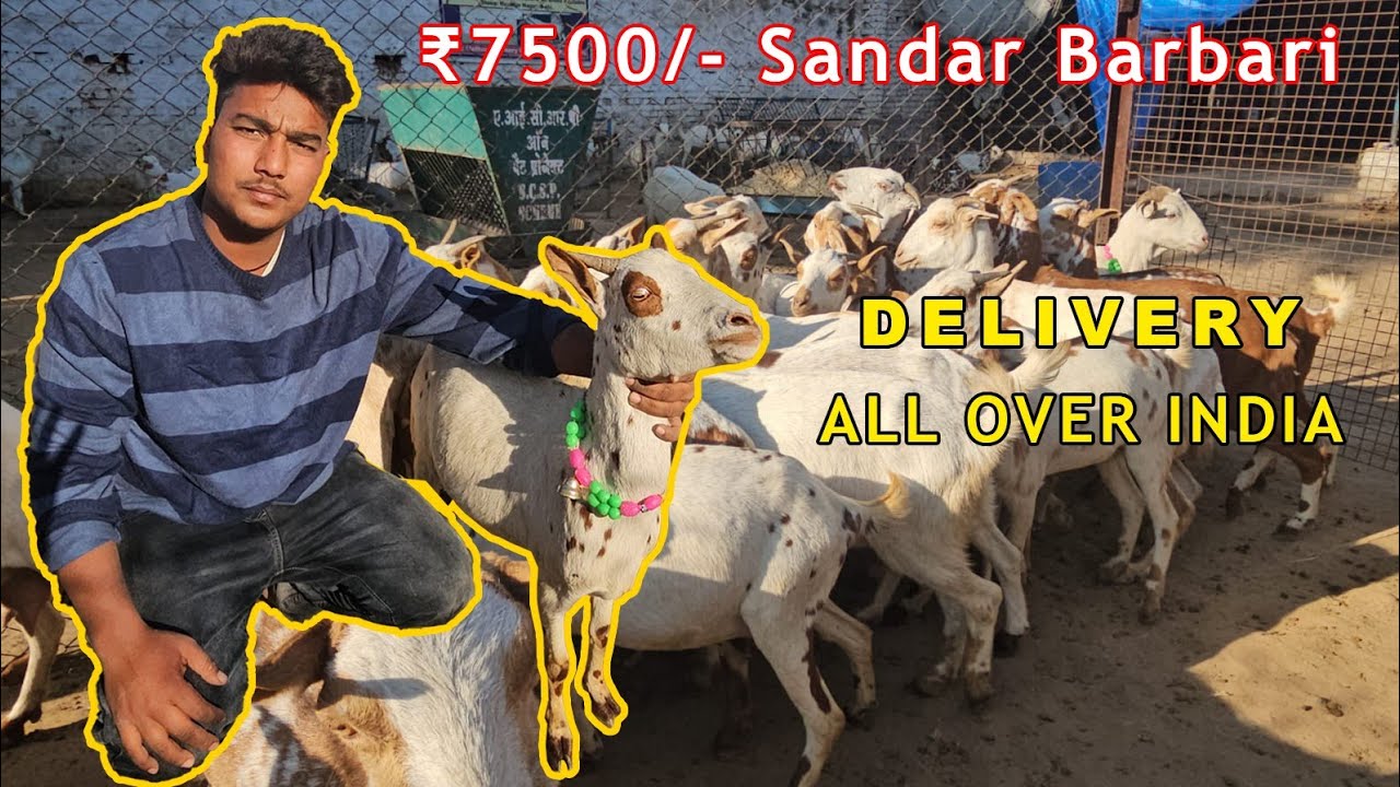 7500 me Top Barbarian Bakriya le Hadish Barbari Goat Farm Mathura UP