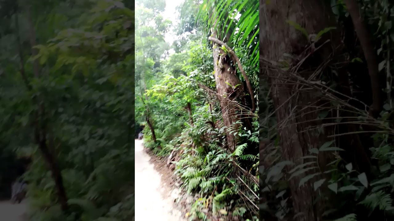 ngezi forest pemba
